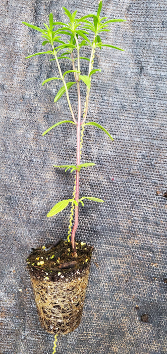 Summer Savory Summer Sprite