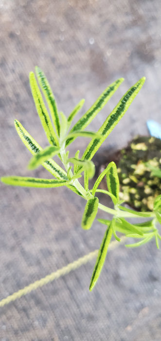 Rosemary Gold Dust