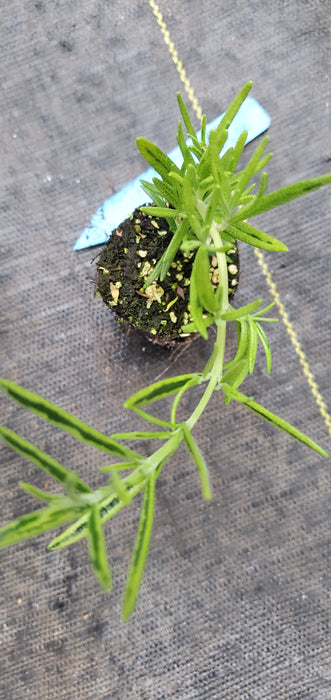 Rosemary Gold Dust