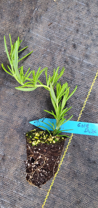 Rosemary Gold Dust