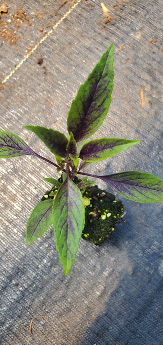 Basil New Guinea