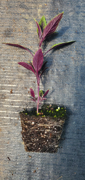 Basil New Guinea