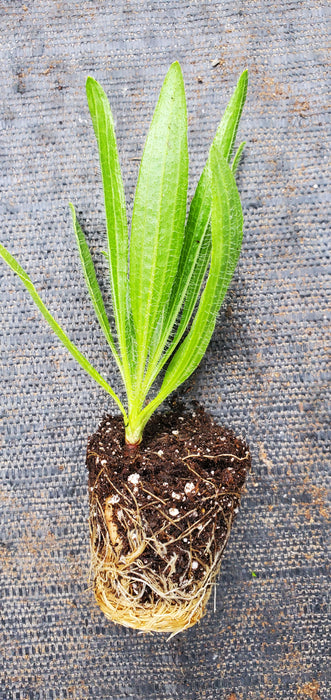 Echinacea Tennessensis Rocky Top