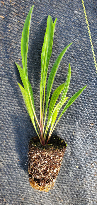 Echinacea Simulata