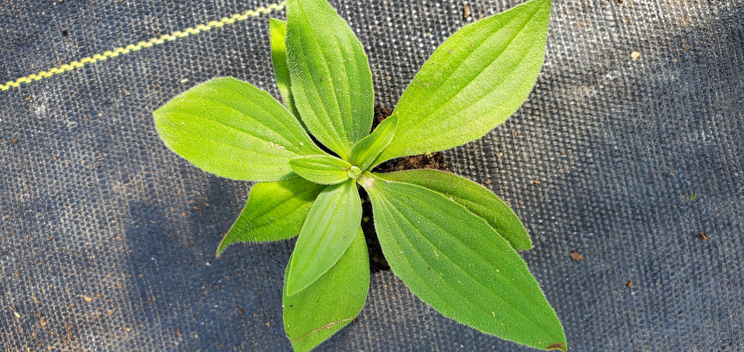 Plantago media Hairy Plantain