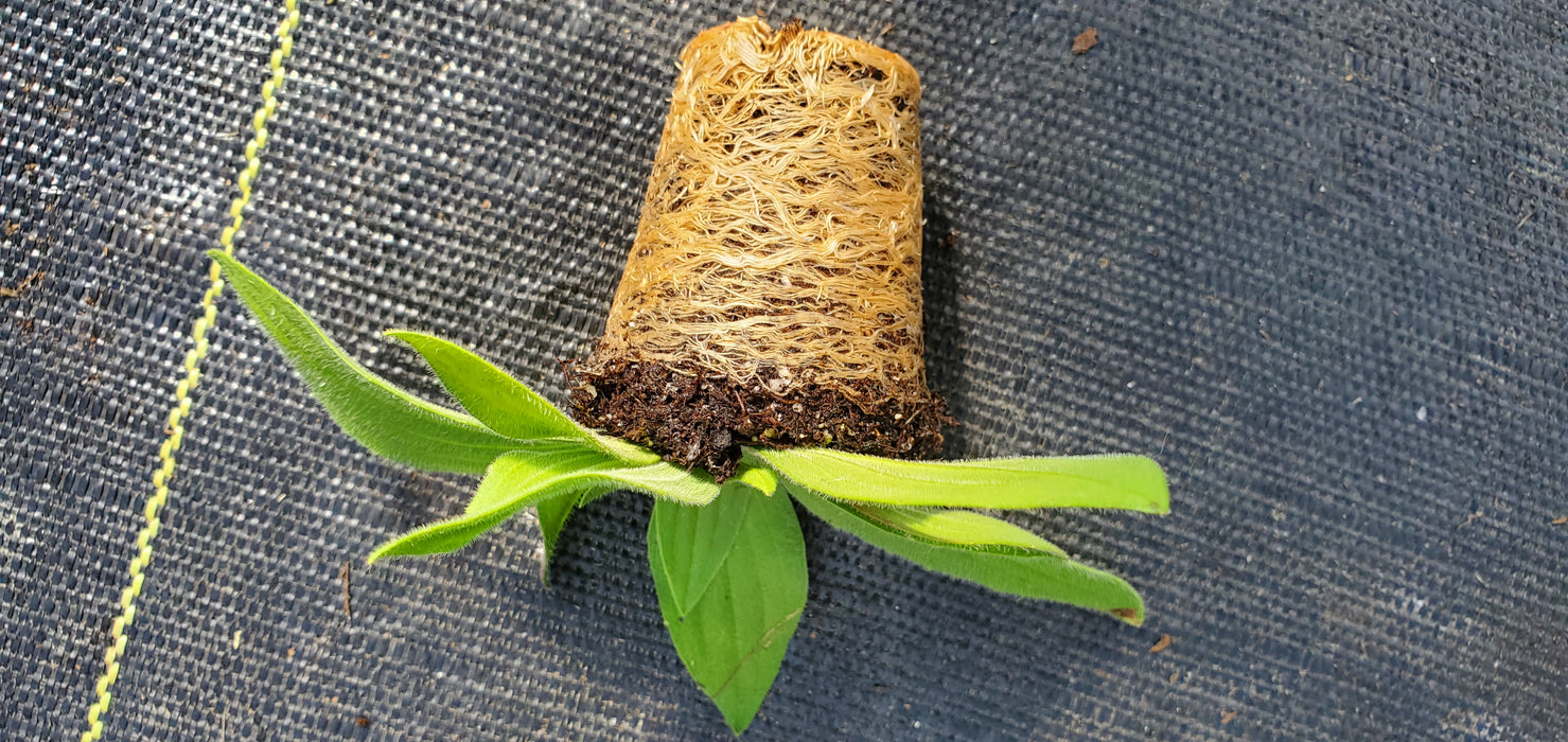 Plantago media Hairy Plantain