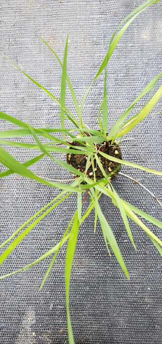 Hierochloe Odorata
