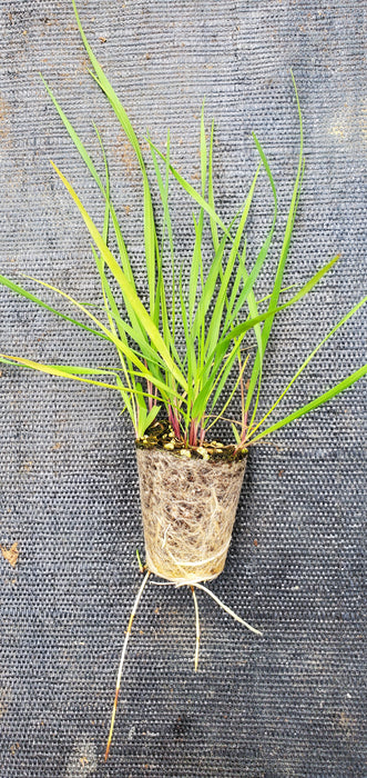Hierochloe Odorata