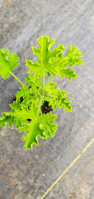 Pelargonium Prince of Orange