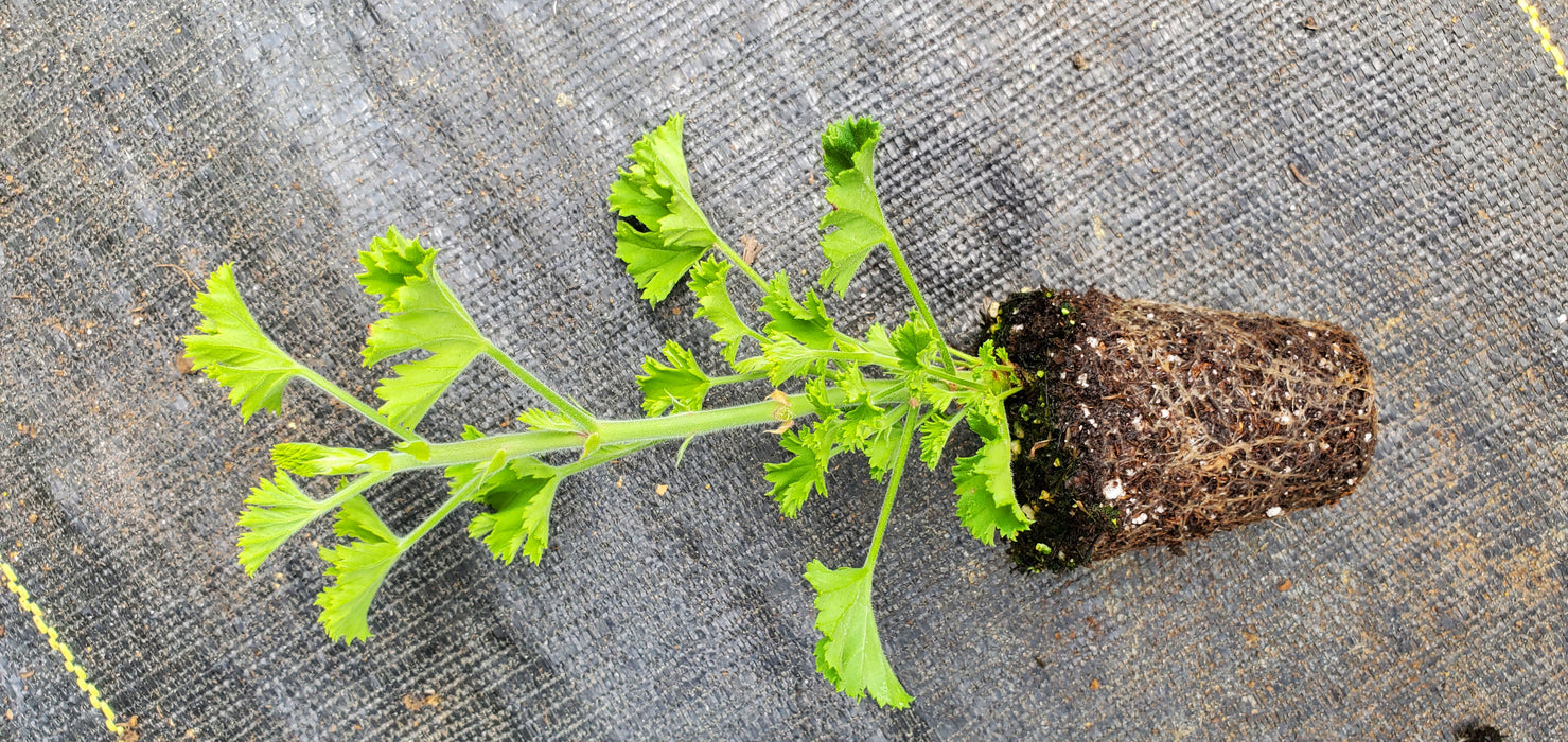 Pelargonium Prince of Orange