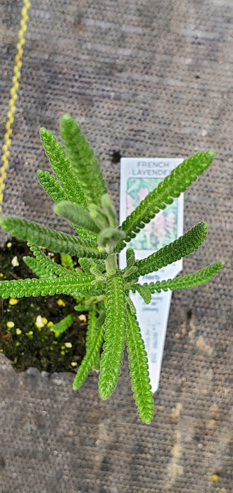Lavender Dentata Candicans
