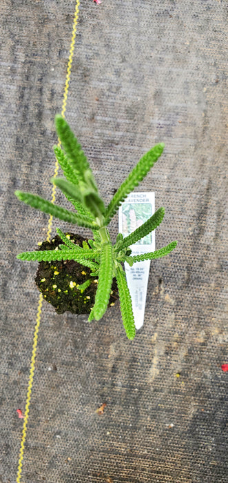 Lavender Dentata Candicans