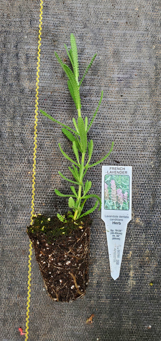 Lavender Dentata Candicans