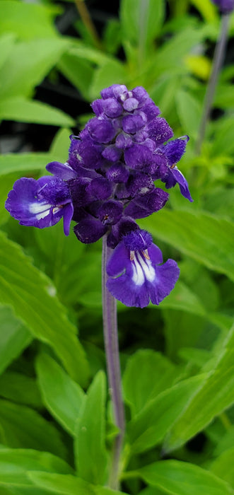 Salvia farinacea Victoria Blue