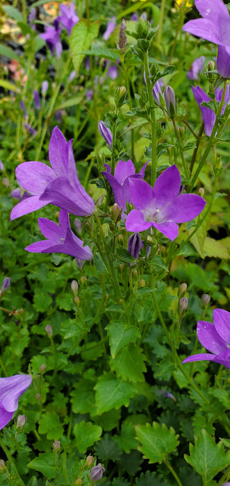 Dalmatian Bellflower 'Birch Hybrid'
