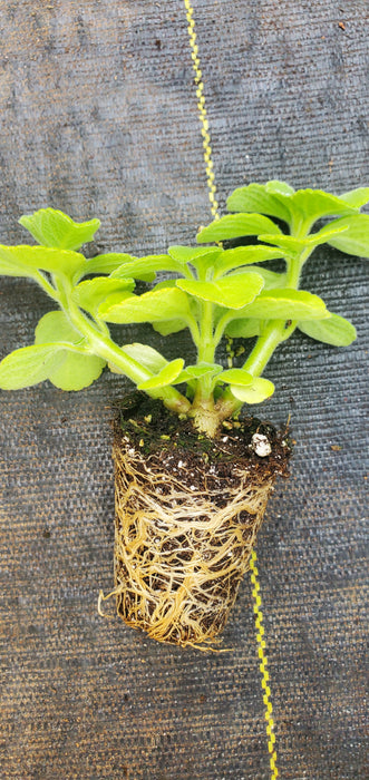 Indian Coleus Plectranthes Barbatus