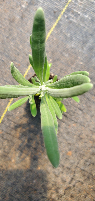 Lavender Latifolia Spike Lavender