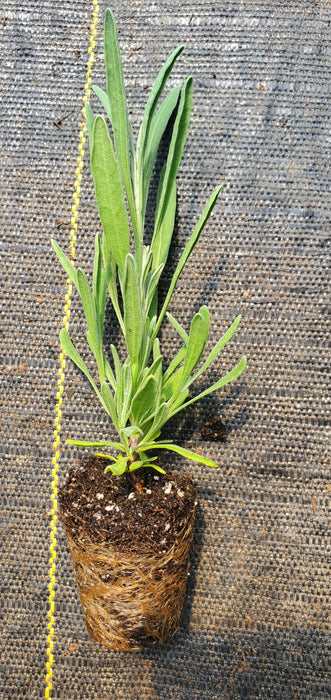 Lavender Latifolia Spike Lavender