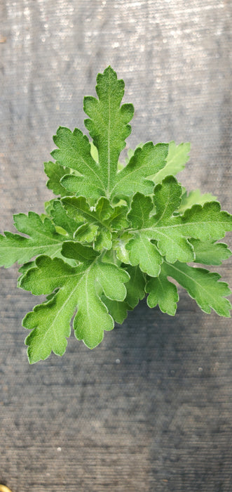 Mei Kyo Chrysanthemum