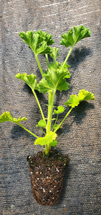 Pelargonium Mrs Kingsley