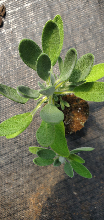 Salvia Lavandulifolia