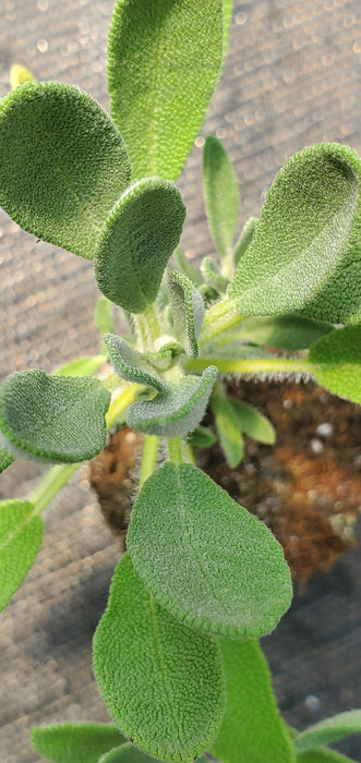 Salvia Lavandulifolia