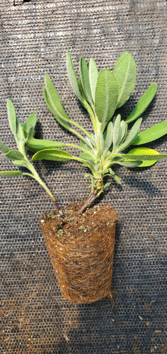 Salvia Lavandulifolia