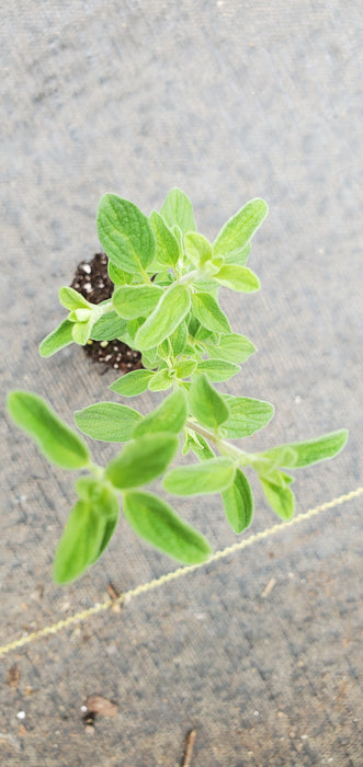 Oregano Kaliteri