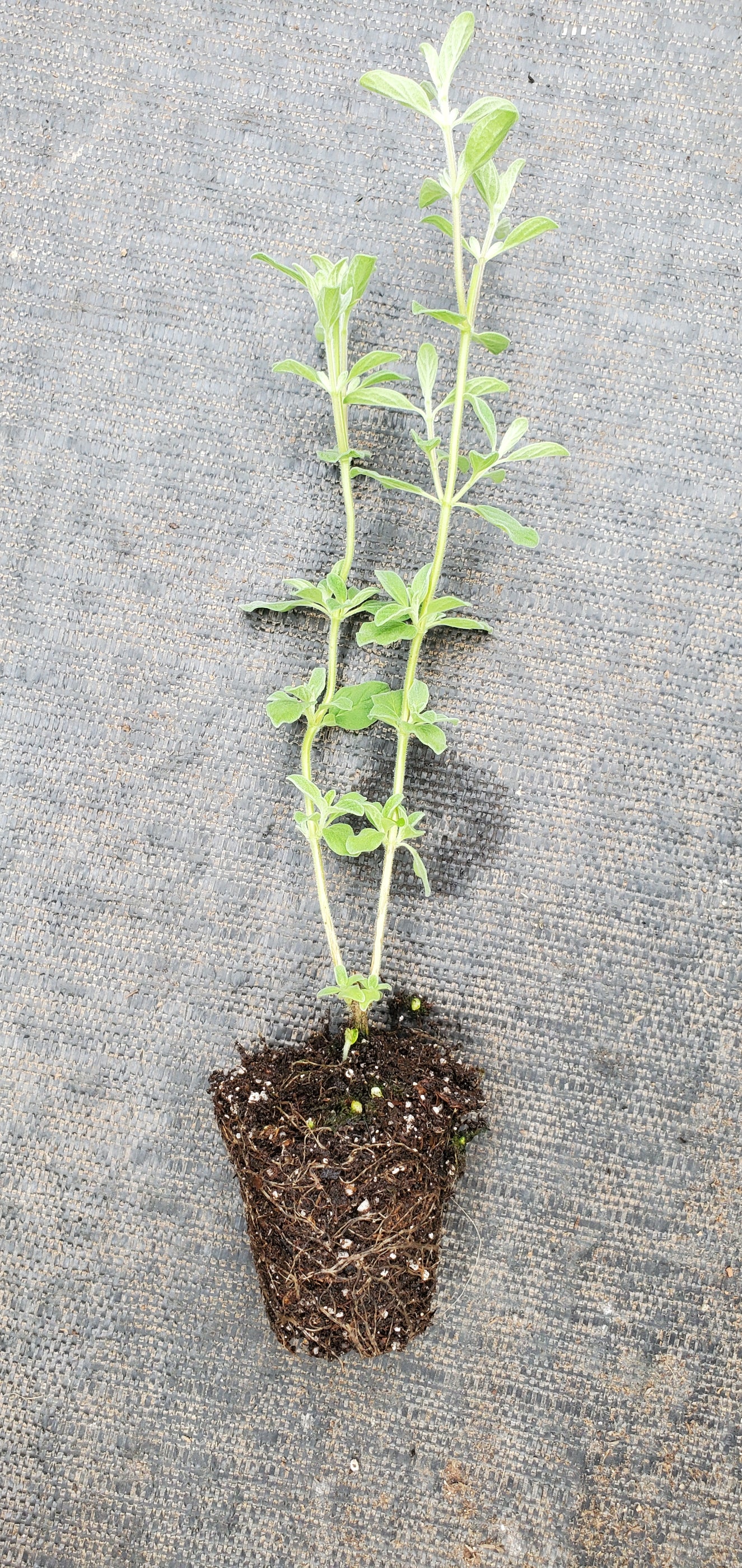 Oregano Kaliteri — Gingers greenhouse