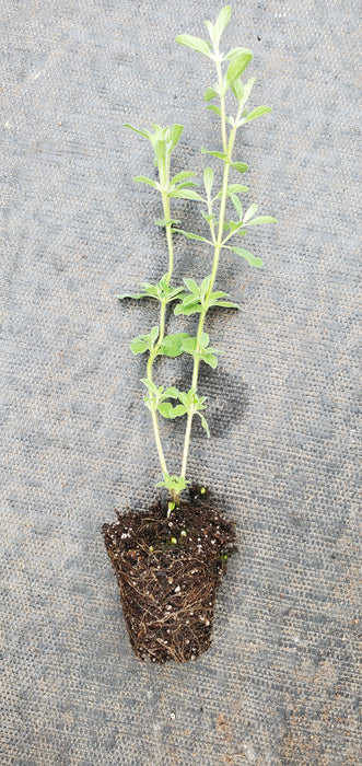 Oregano Kaliteri