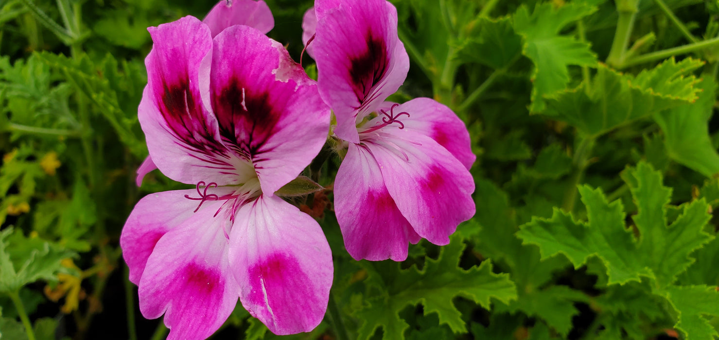 Pelargonium Orsett