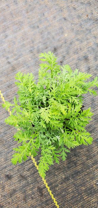 Artemisia Pontica Nana