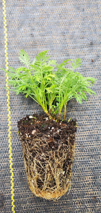 Artemisia Pontica Nana