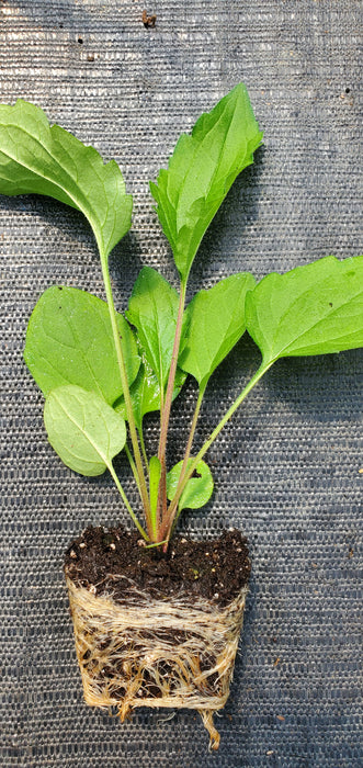 Rudbeckia triloba Filou
