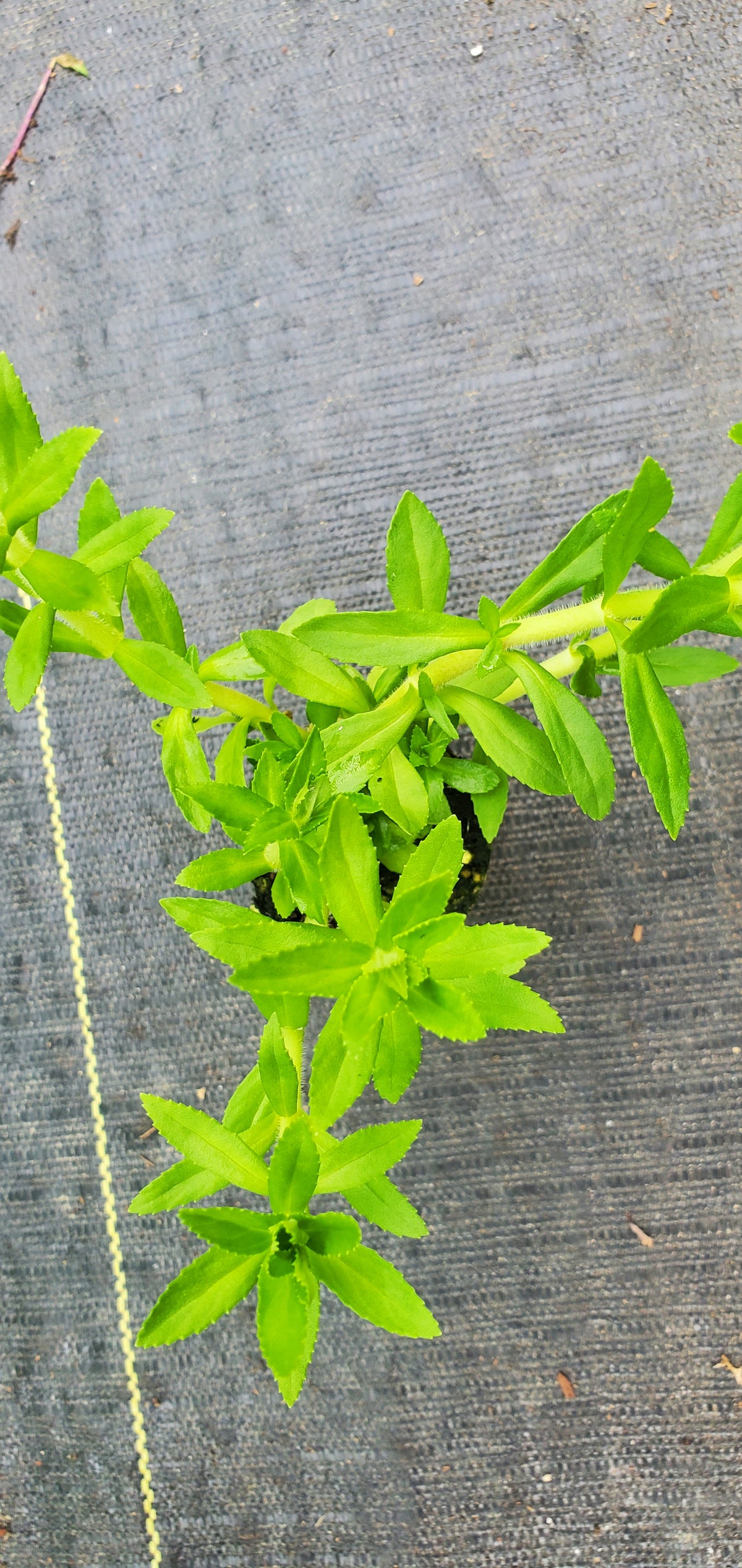 Rice Paddy Herb — Gingers greenhouse