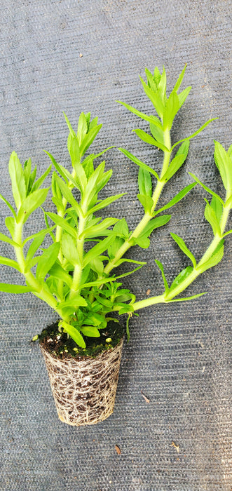 Rice Paddy Herb