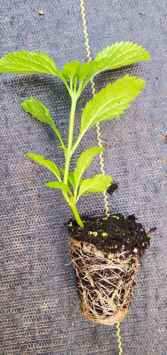 Blue Porterweed