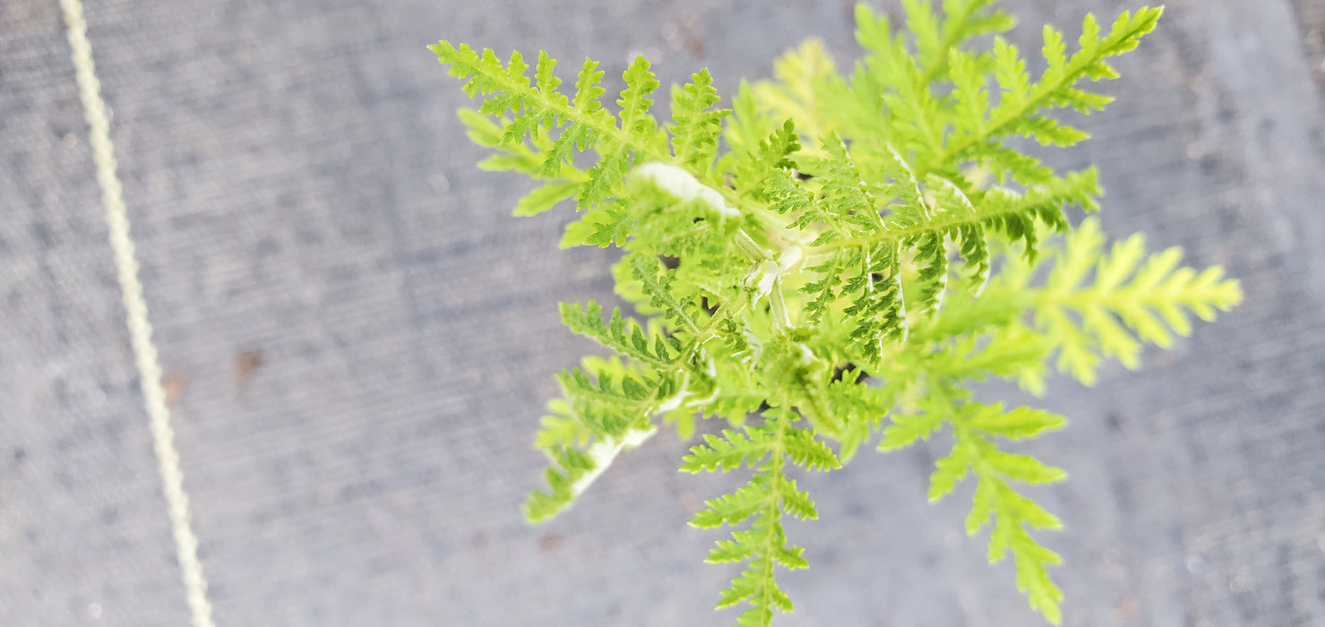 Artemisia Afra  African Wormwood