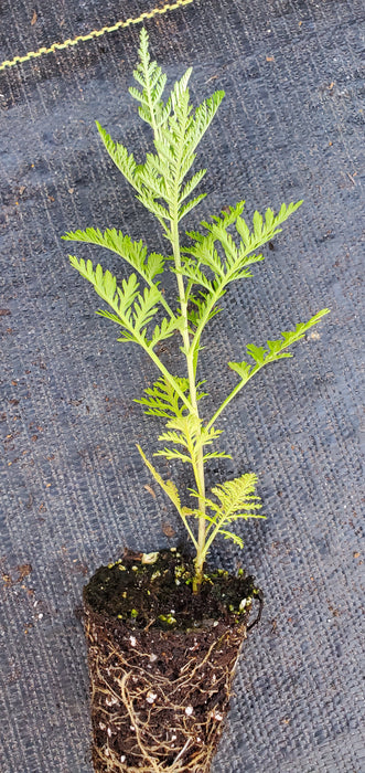Artemisia Afra  African Wormwood