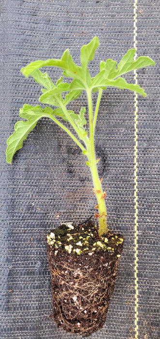 Robers Lemon Rose Pelargonium