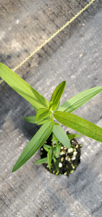 Whorled Mountain mint