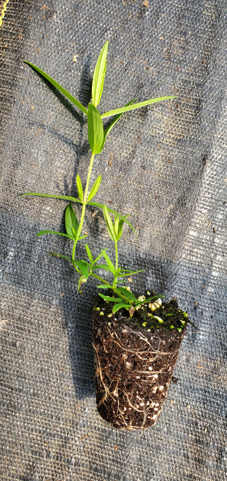 Whorled Mountain mint