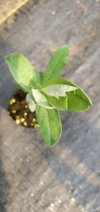 Artemisia Ludoviciana