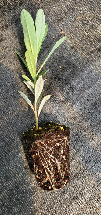 Artemisia Ludoviciana
