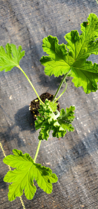 Scented Geranium Sweet Miriam