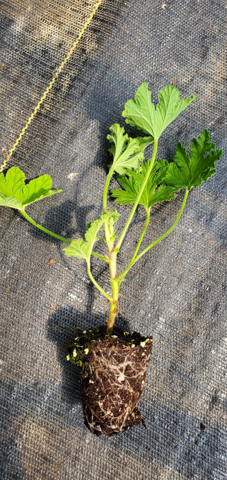 Scented Geranium Sweet Miriam