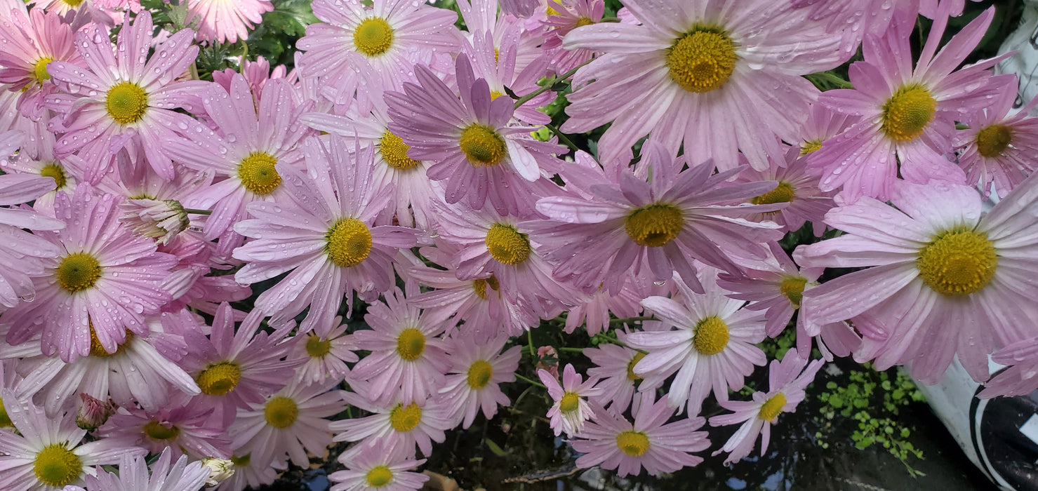 Chrysanthemum Cleos Pink