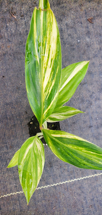 Alpinia Zerumbet Variegata Shell Ginger