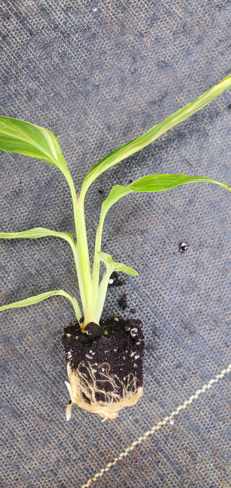 Alpinia Zerumbet Variegata Shell Ginger
