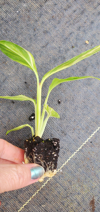 Alpinia Zerumbet Variegata Shell Ginger